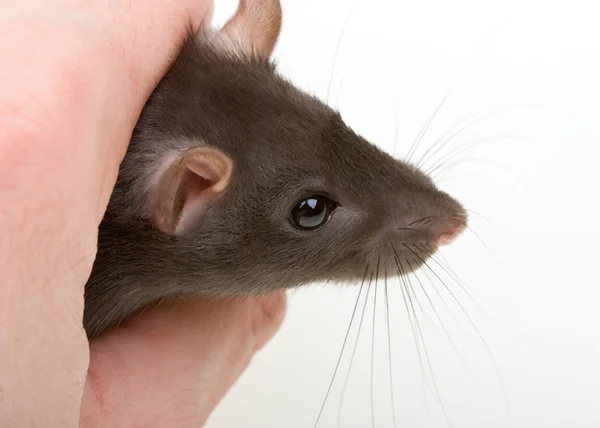 Μικρό ποντίκι πιάσει το ανθρώπινο χέρι — Φωτογραφία Αρχείου
