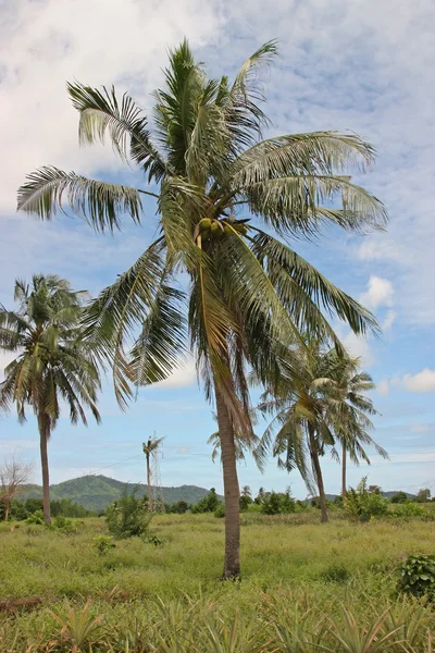 椰子树;椰子树 — 图库照片#