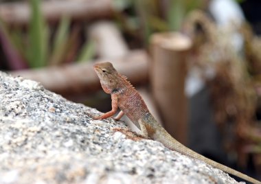 bir taş yakın çekim küçük iguana