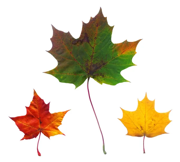 Full-size photo of maple autumn leaves — Stock Photo, Image