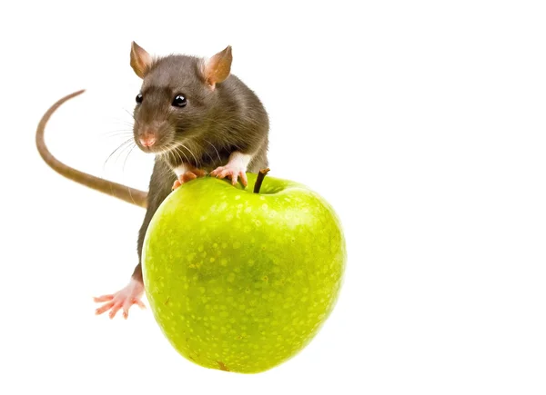 Смішний щур і зелене яблуко на білому — стокове фото