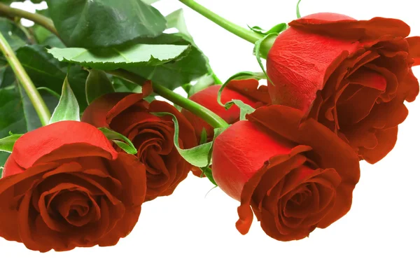 Piros rózsák fehér alapon — Stock Fotó