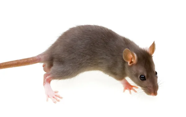 Roliga råtta isolerad på vit — Stockfoto