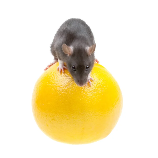 Rato engraçado e laranja isolado no branco — Fotografia de Stock
