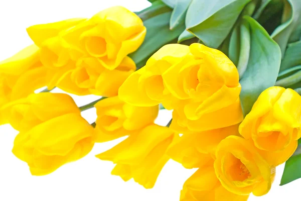 Yellow tulips isolated on white — Stock Photo, Image