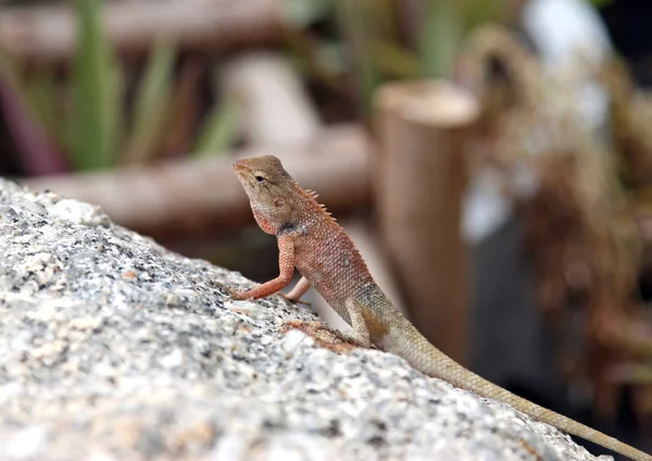 Close-up pequena iguana em uma pedra — Fotografia de Stock