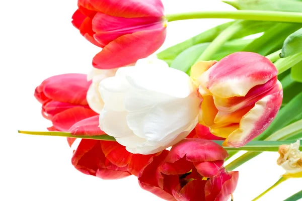 stock image Colored tulips isolated over white