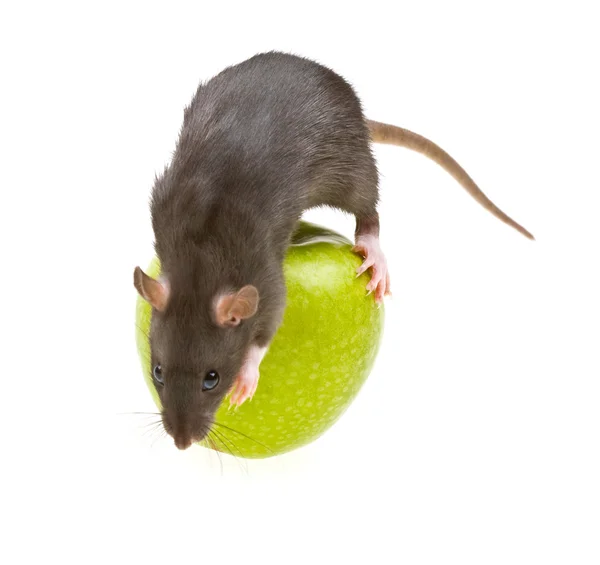 Смешная крыса и зеленое яблоко — стоковое фото