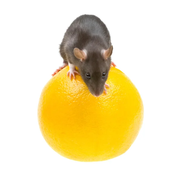 Смешная крыса и оранжевый изолированы на белом — стоковое фото