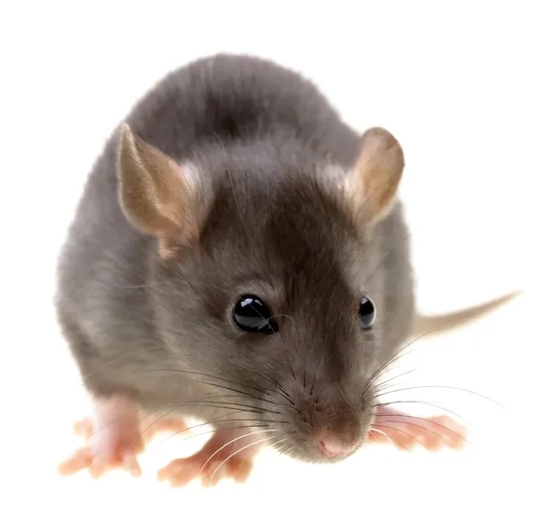 Beyaz arka planda izole komik fare — Stok fotoğraf