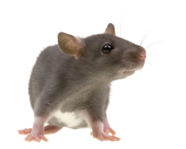 Funny rat isolated on white clipart