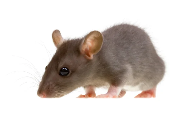 Roliga råtta isolerad på vit — Stockfoto