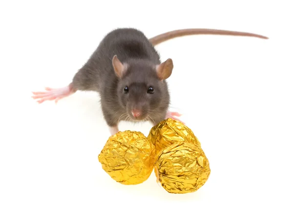 Funny rat and chocolate candies — Stock Photo, Image