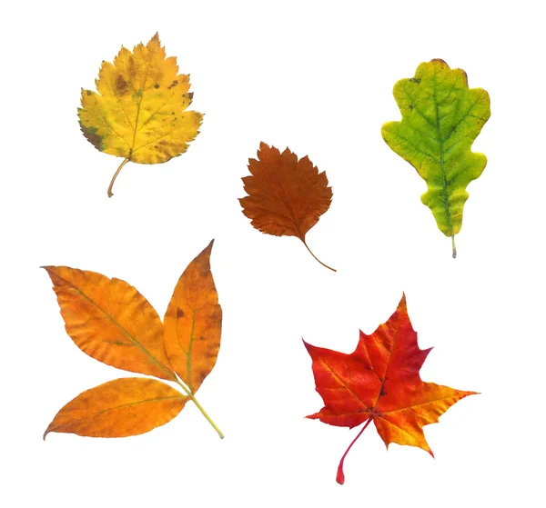 Photo of various autumn leaves — Stock Photo, Image