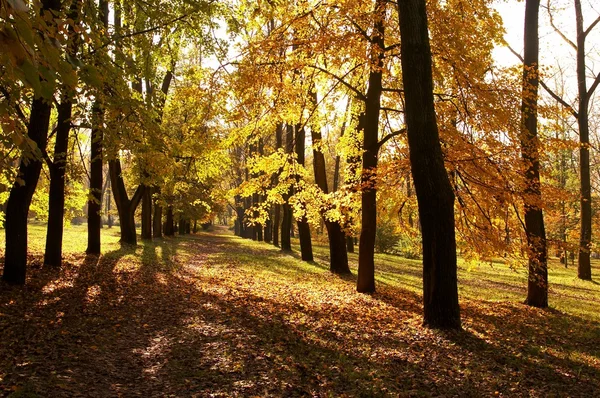 秋, 秋の背景 — ストック写真