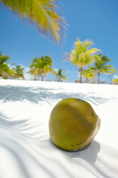 Palma z orzechem kokosowym — Zdjęcie stockowe