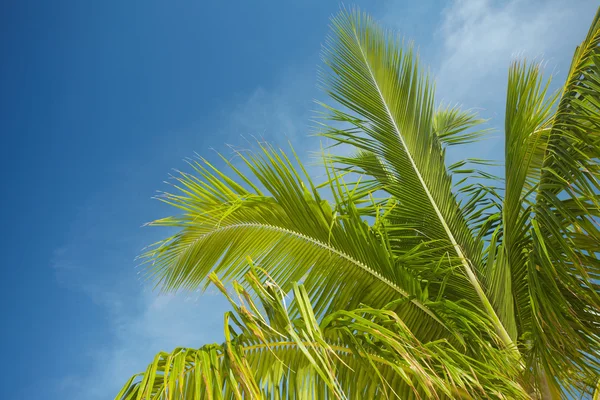 Branch of a palm tree in the blue sky — Stock Photo, Image