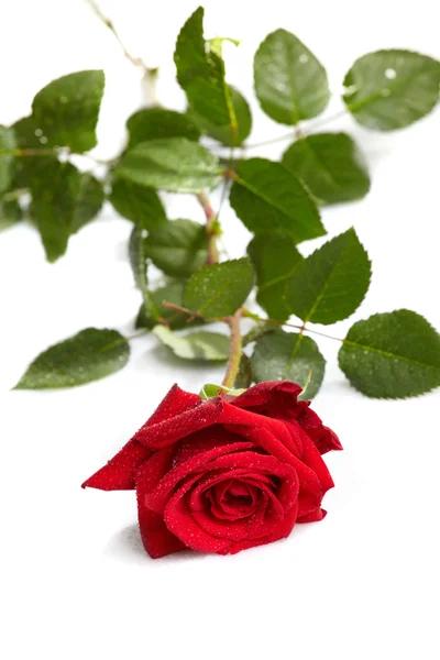 Hermosa rosa roja — Foto de Stock
