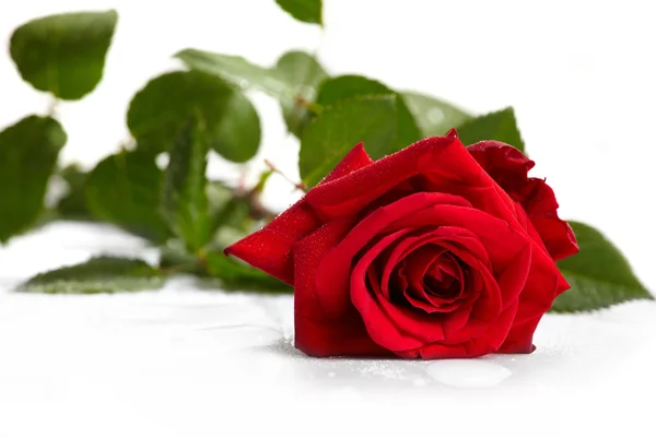 Beautiful red rose Stock Image