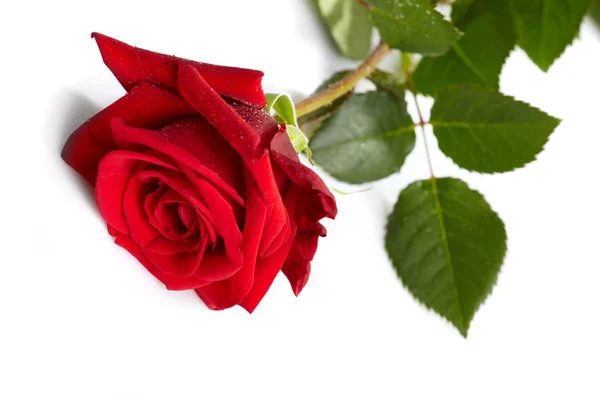 Rosa vermelha bonita Fotografias De Stock Royalty-Free