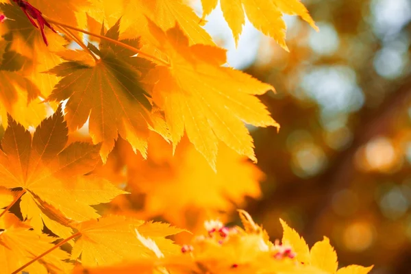 秋季，黄色的叶子 — 图库照片