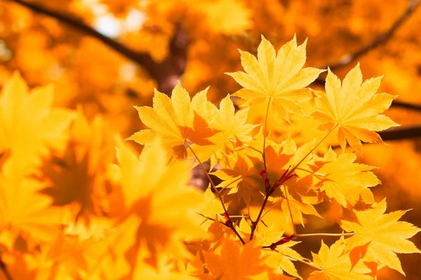 Otoño, hojas amarillas — Foto de Stock