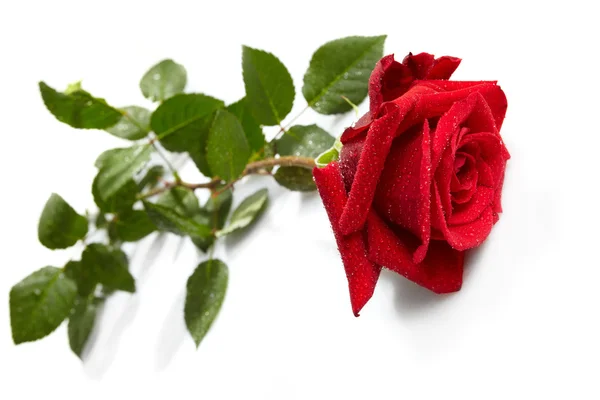 白色背景上美丽的红玫瑰 — 图库照片
