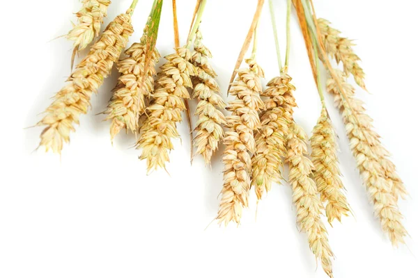穀物の耳 — ストック写真