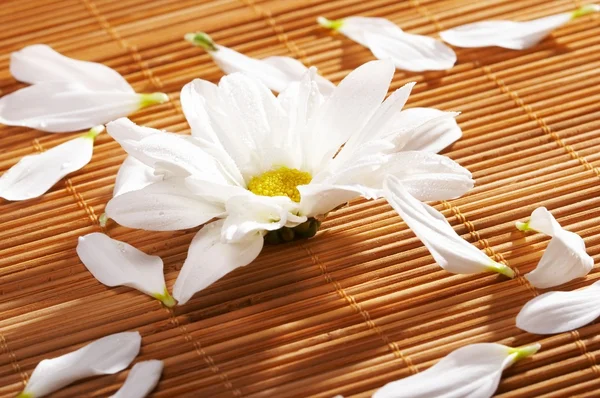 stock image Flowers spa