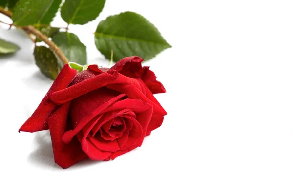 stock image Beautiful red rose