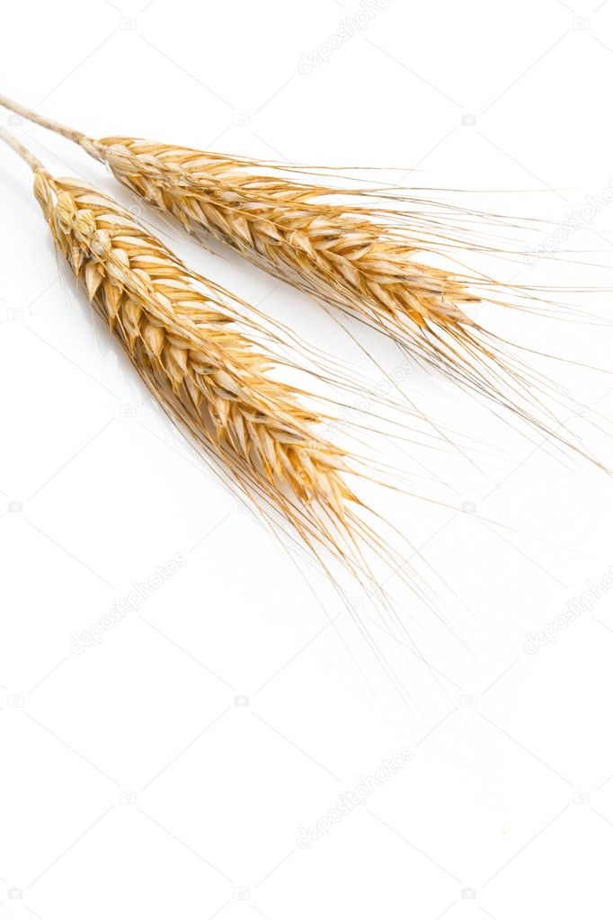 Grain ears