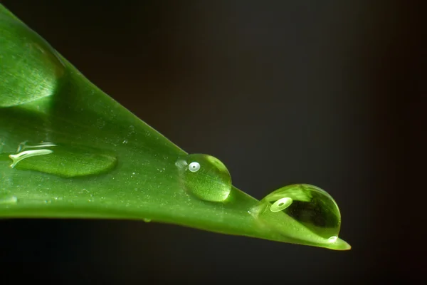 stock image Drops with green grass