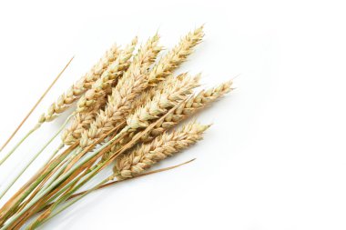 Grain ears clipart