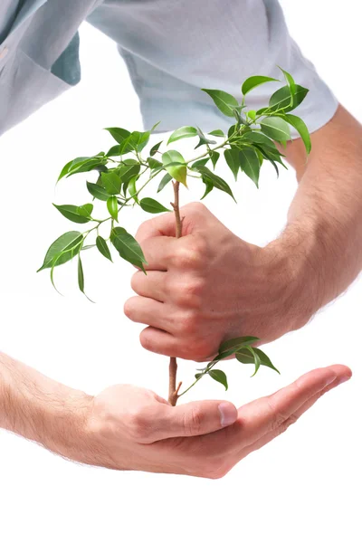Business men, hand a plant — Zdjęcie stockowe