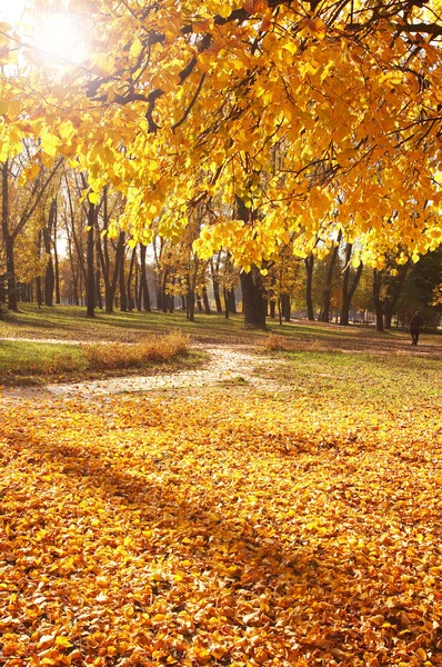 Herfst, herfst achtergrond — Stockfoto