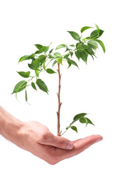 Business men, hand a plant clipart