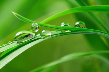 Drops with green grass clipart