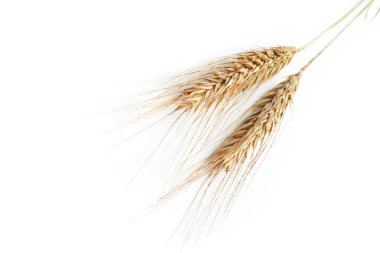 Grain ears clipart