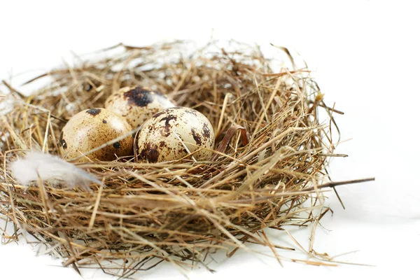 stock image Egg in a real nest