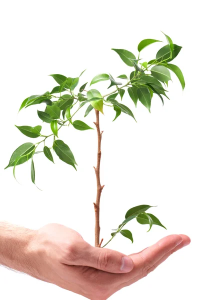 Affärsmän, hand en växt — Stockfoto