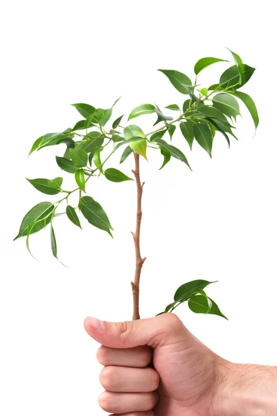 Hommes d'affaires, donnez une plante — Photo