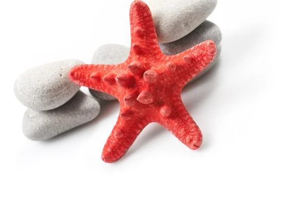 Starfish and pebble — Stock Photo, Image