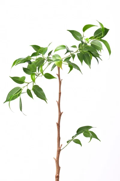 stock image Young plant