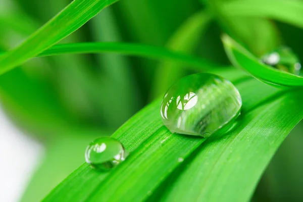 Droppar med grönt gräs — Stockfoto