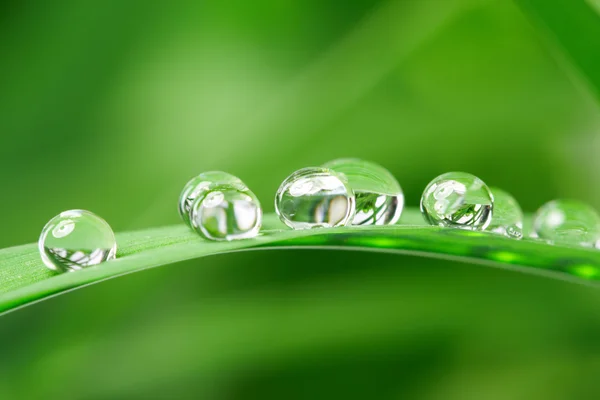 Gotas com grama verde — Fotografia de Stock