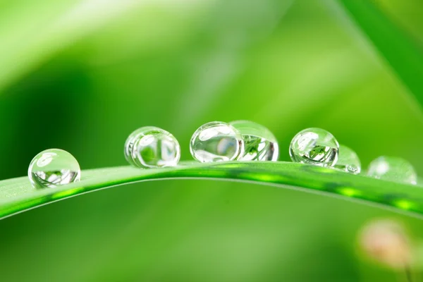 Gotas con hierba verde — Foto de Stock