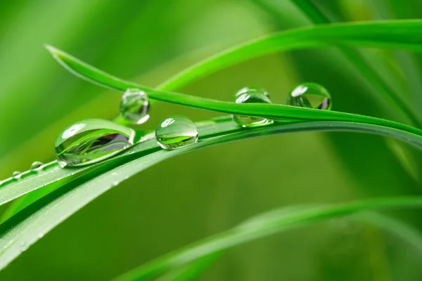 Gotas com grama verde — Fotografia de Stock