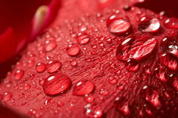 Червона троянда, крапля води — стокове фото
