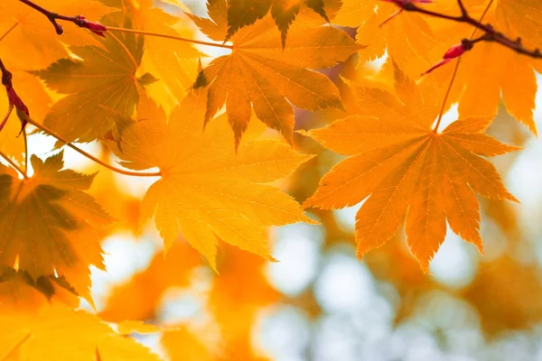 Autunno, foglie gialle — Foto Stock