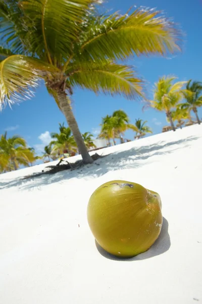 Palme mit einer Kokosnuss — Stockfoto